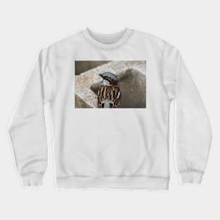 House sparrow sing Crewneck Sweatshirt